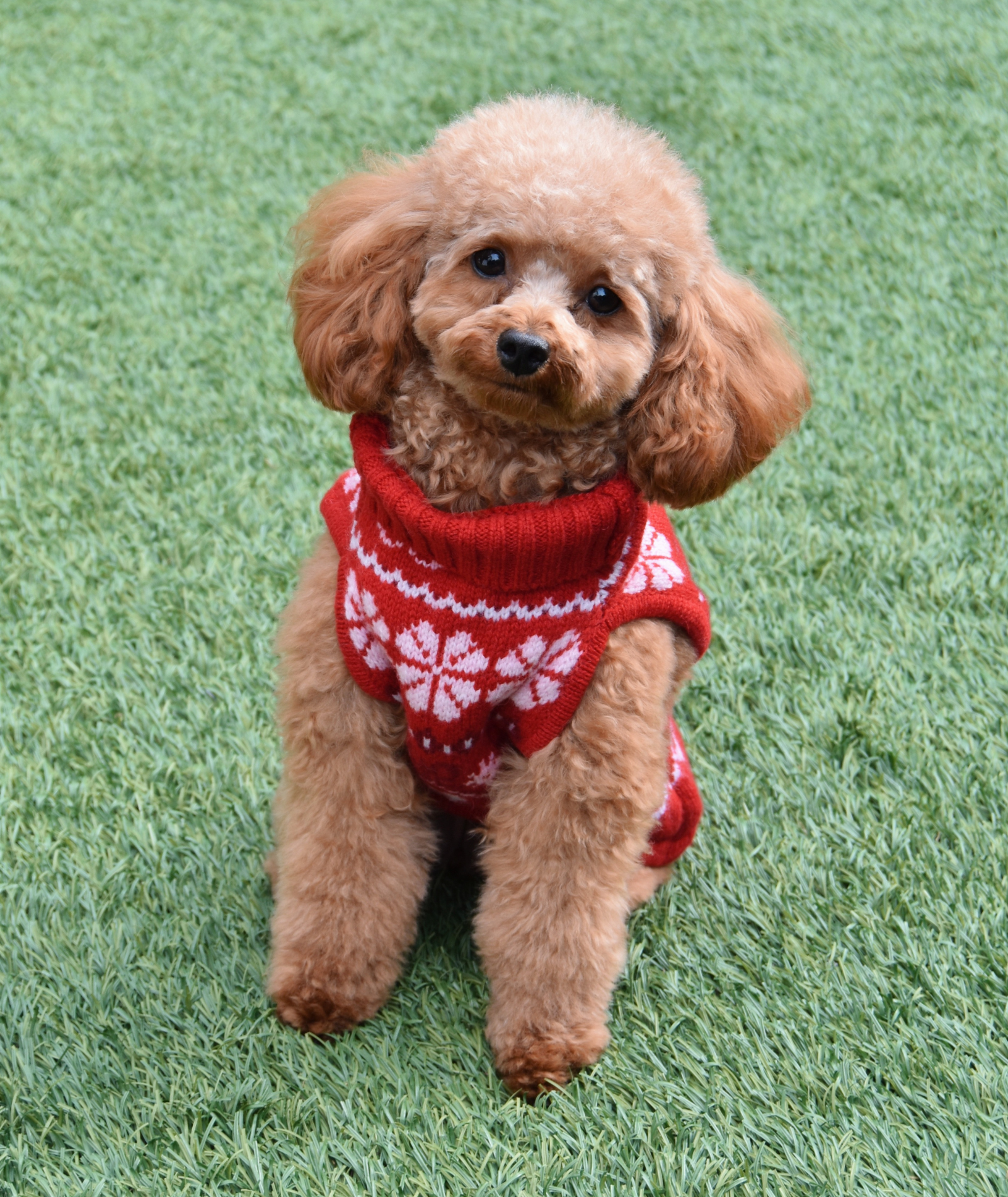 Love Shack Fancy Women Arindia Dog Sweater Red Velvet Truffle Accessories Love Shack Fancy